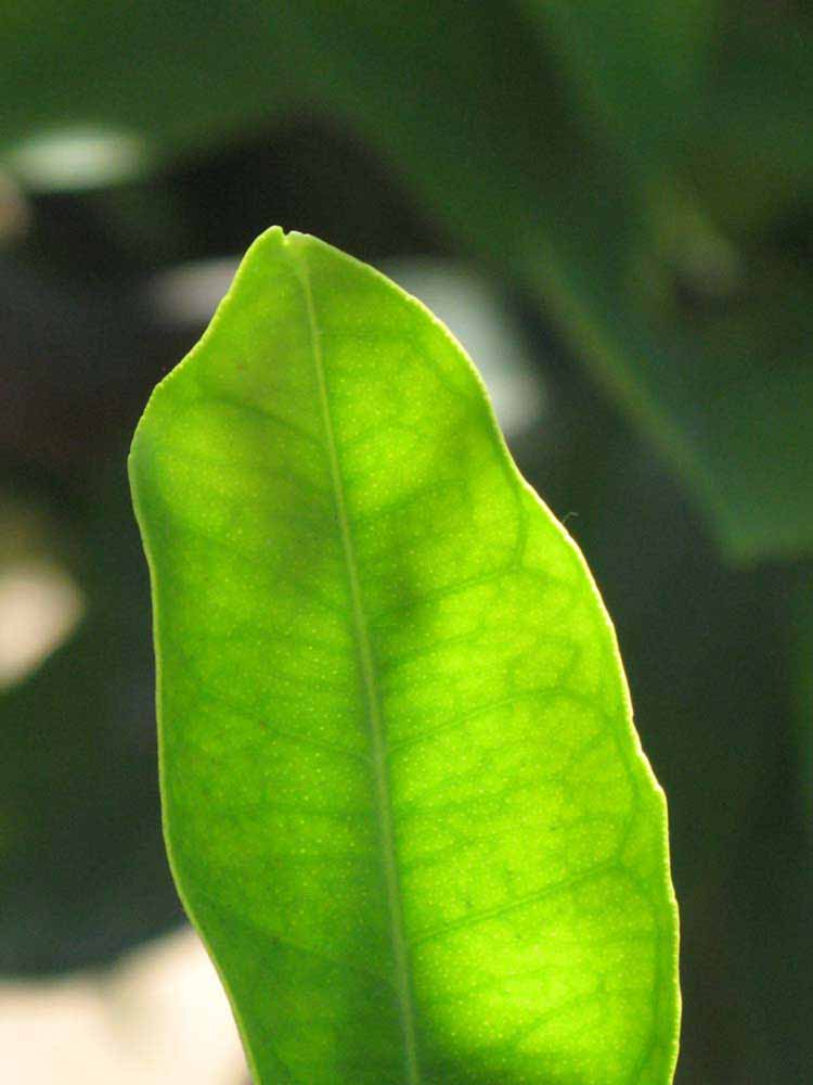              Margin (Riverside, CA)       